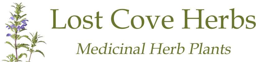 Lost Cove Wellness
